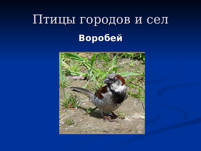 Птицы городов и сел  Воробей 