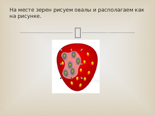 На месте зерен рисуем овалы и располагаем как на рисунке. 