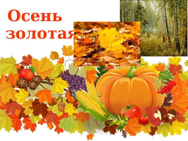  Осень  золотая 