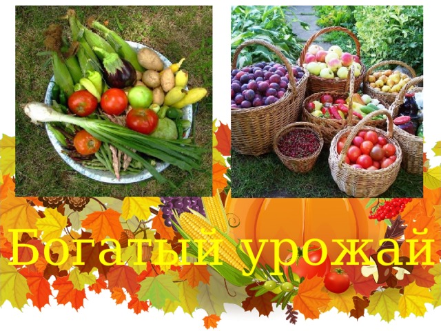 Богатый урожай 