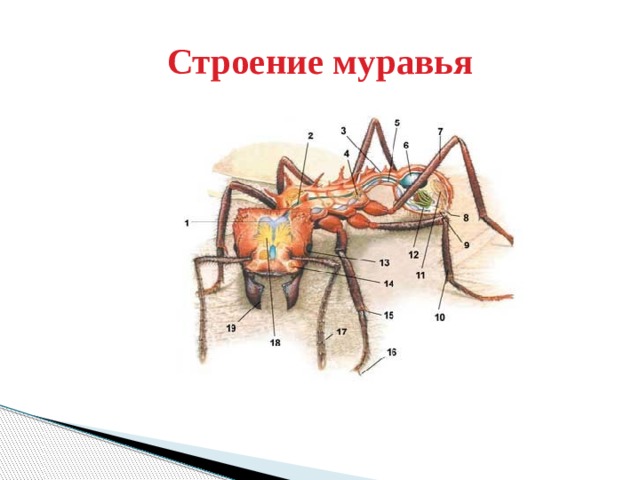 Строение муравья