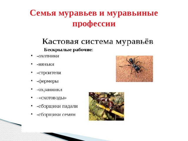 Семья муравьев и муравьиные профессии