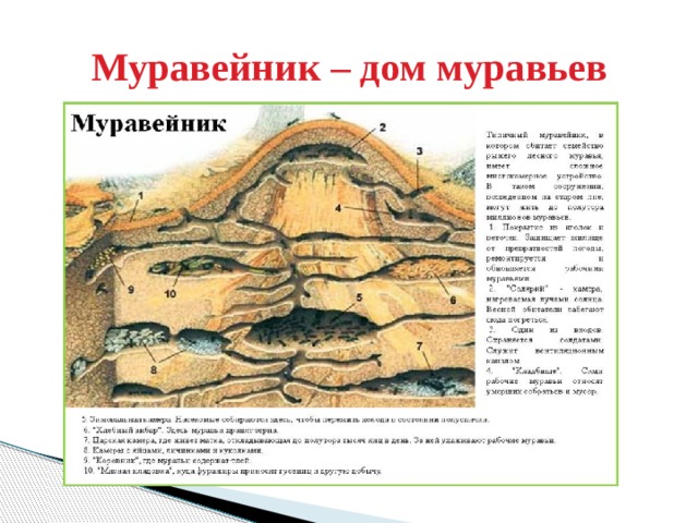 Муравейник – дом муравьев
