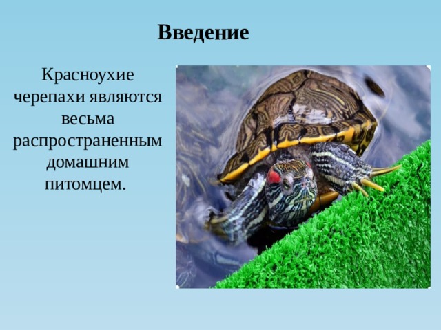 Введение Красноухие черепахи являются весьма распространенным домашним питомцем.