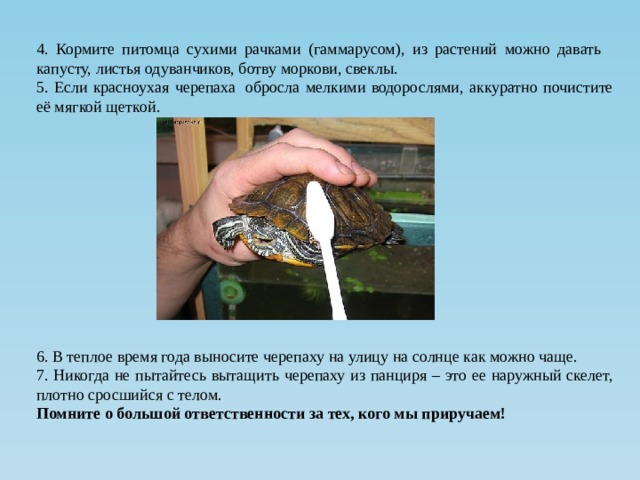 4. Кормите питомца сухими рачками (гаммарусом), из растений можно давать   капусту, листья одуванчиков, ботву моркови, свеклы. 5. Если красноухая черепаха  обросла мелкими водорослями, аккуратно почистите её мягкой щеткой. 6. В теплое время года выносите черепаху на улицу на солнце как можно чаще. 7. Никогда не пытайтесь вытащить черепаху из панциря – это ее наружный скелет, плотно сросшийся с телом. Помните о большой ответственности за тех, кого мы приручаем!