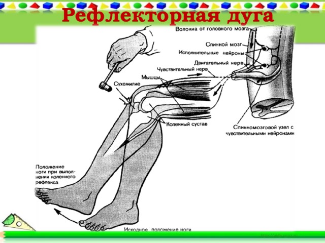 Рефлекторная дуга 