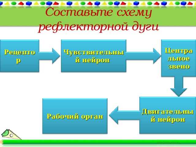 Составьте схему рефлекторной дуги Рецептор Чувствительный нейрон Центральное звено Двигательный нейрон Рабочий орган 