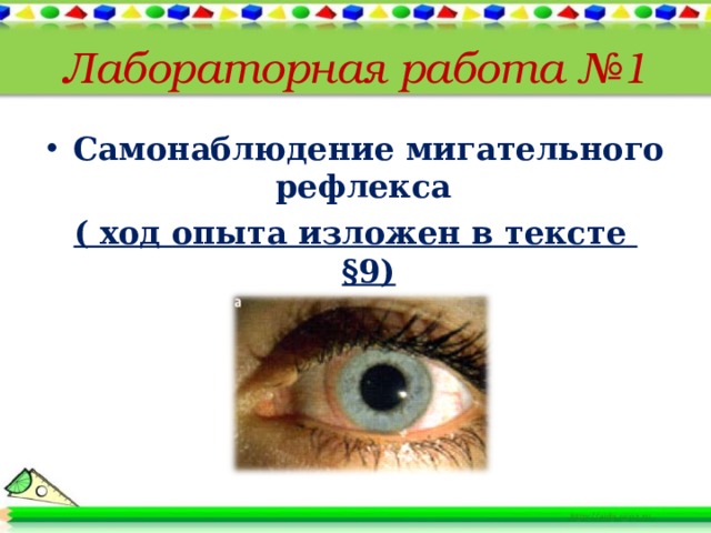 Лабораторная работа №1 Самонаблюдение мигательного рефлекса ( ход опыта изложен в тексте §9) 