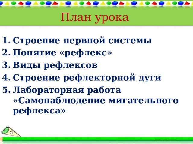 План урока Строение нервной системы Понятие «рефлекс» Виды рефлексов Строение рефлекторной дуги Лабораторная работа «Самонаблюдение мигательного рефлекса» 