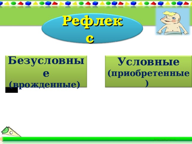 Рефлекс Безусловные (врожденные) Условные (приобретенные) 
