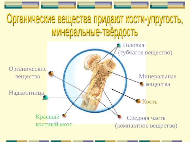  Головка (губчатое вещество) Органические вещества Минеральные вещества Надкостница Кость Красный костный мозг Средняя часть (компактное вещество) 