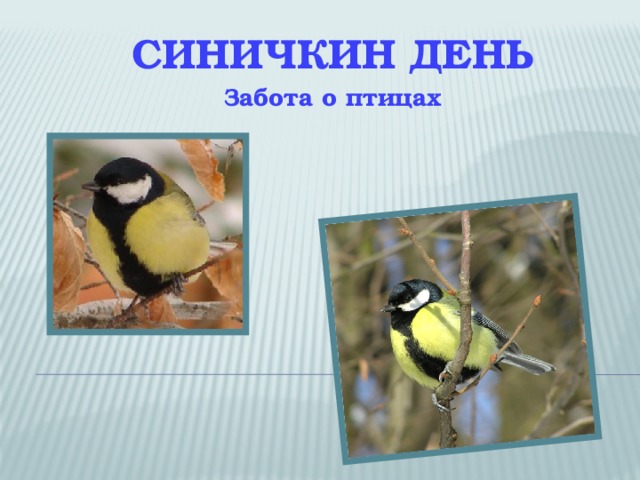СИНИЧКИН ДЕНЬ Забота о птицах 