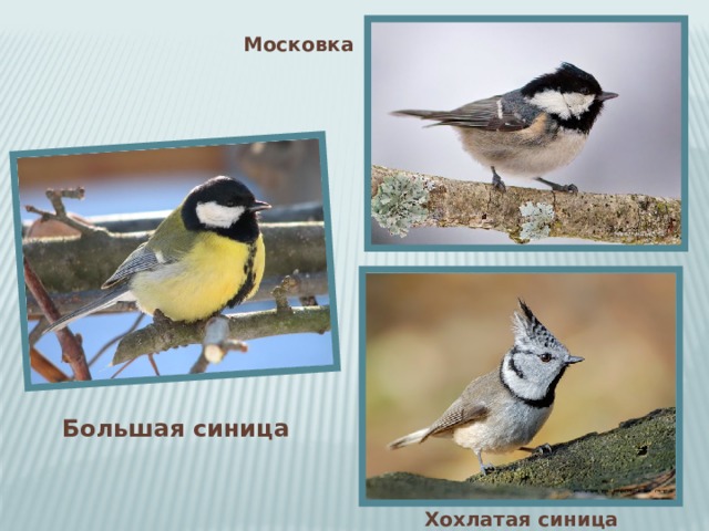 Московка Большая синица Хохлатая синица 