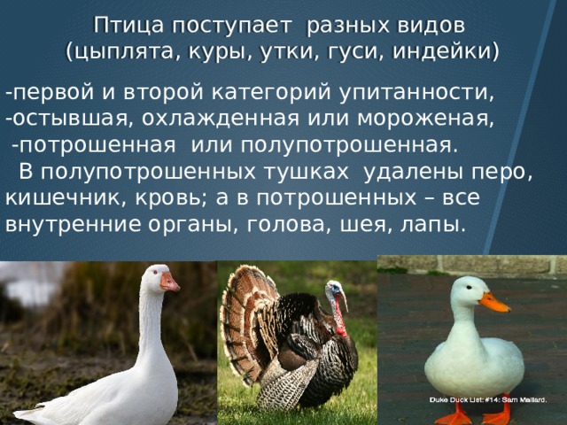 Птица поступает разных видов (цыплята, куры, утки, гуси, индейки) -первой и второй категорий упитанности, -остывшая, охлажденная или мороженая,  -потрошенная или полупотрошенная.  В полупотрошенных тушках удалены перо, кишечник, кровь; а в потрошенных – все внутренние органы, голова, шея, лапы. 