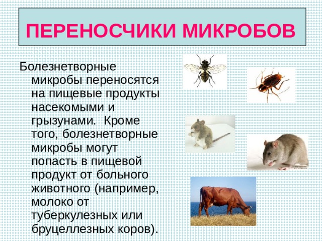ПЕРЕНОСЧИКИ МИКРОБОВ Болезнетворные микробы переносятся на пищевые продукты насекомыми и грызунами. Кроме того, болезнетворные микробы могут попасть в пищевой продукт от больного животного (например, молоко от туберкулезных или бруцеллезных коров). 
