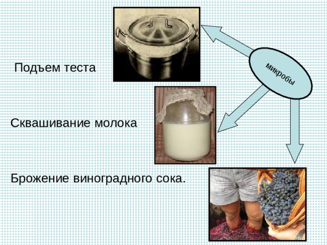 микробы  Подъем теста  Сквашивание молока  Брожение виноградного сока. 