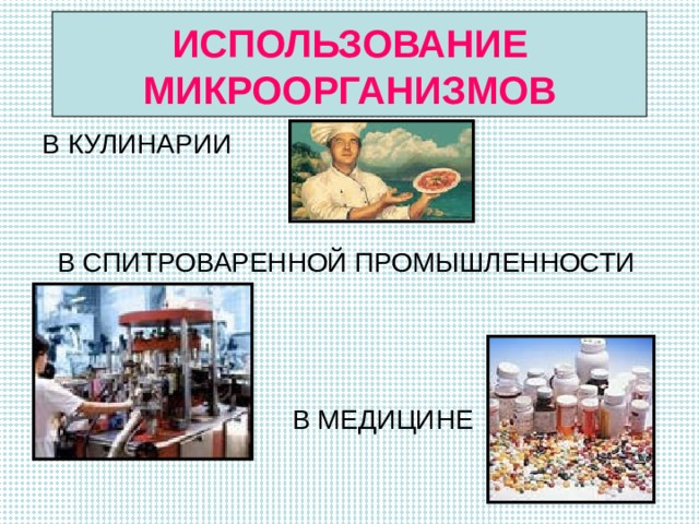 ИСПОЛЬЗОВАНИЕ МИКРООРГАНИЗМОВ В КУЛИНАРИИ  В СПИТРОВАРЕННОЙ ПРОМЫШЛЕННОСТИ  В МЕДИЦИНЕ 