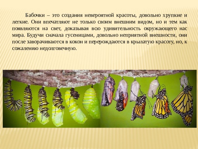  Бабочки – это создания невероятной красоты, довольно хрупкие и легкие. Они впечатляют не только своим внешним видом, но и тем как появляются на свет, доказывая всю удивительность окружающего нас мира. Будучи сначала гусеницами, довольно неприятной внешности, они после заворачиваются в кокон и перерождаются в крылатую красоту, но, к сожалению недолговечную.  