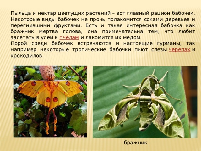 Пыльца и нектар цветущих растений – вот главный рацион бабочек. Некоторые виды бабочек не прочь полакомится соками деревьев и перегнившими фруктами. Есть и такая интересная бабочка как бражник мертва голова, она примечательна тем, что любит залетать в улей к  пчелам  и лакомится их медом. Порой среди бабочек встречаются и настоящие гурманы, так например некоторые тропические бабочки пьют слезы  черепах  и крокодилов. бражник 