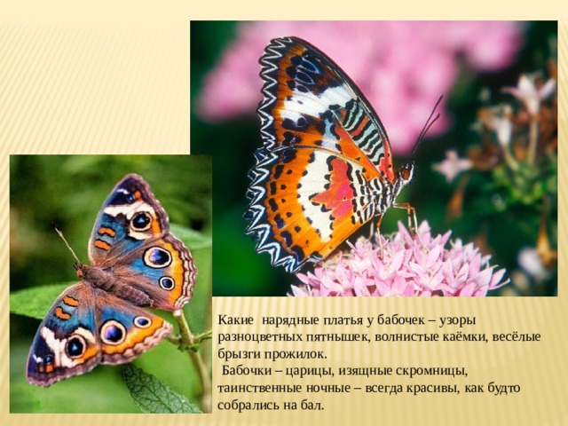 Какие нарядные платья у бабочек – узоры разноцветных пятнышек, волнистые каёмки, весёлые брызги прожилок.  Бабочки – царицы, изящные скромницы, таинственные ночные – всегда красивы, как будто собрались на бал. 