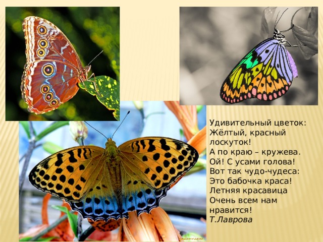 Удивительный цветок:  Жёлтый, красный лоскуток!  А по краю – кружева.  Ой! С усами голова!  Вот так чудо-чудеса:  Это бабочка краса!  Летняя красавица  Очень всем нам нравится! Т.Лаврова 
