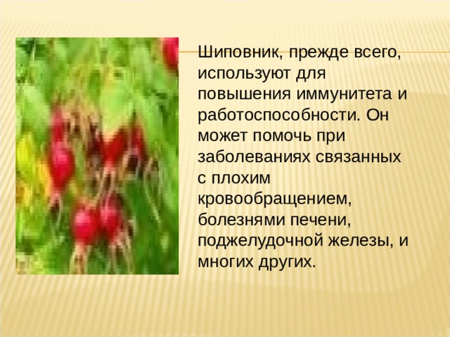 Шиповник, прежде всего, используют для повышения иммунитета и работоспособности. Он может помочь при заболеваниях связанных с плохим кровообращением, болезнями печени, поджелудочной железы, и многих других. 