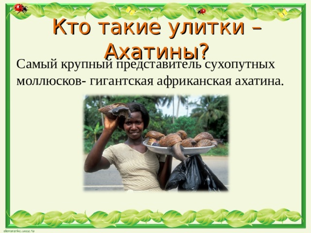 Кто такие улитки – Ахатины? Самый крупный представитель сухопутных моллюсков- гигантская африканская ахатина.  