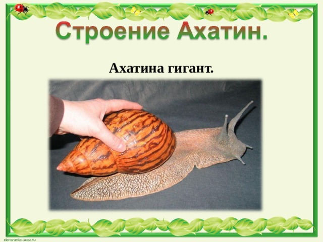 Ахатина гигант. 
