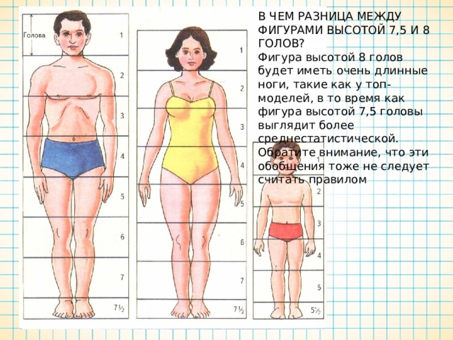 В ЧЕМ РАЗНИЦА МЕЖДУ ФИГУРАМИ ВЫСОТОЙ 7,5 И 8 ГОЛОВ? Фигура высотой 8 голов будет иметь очень длинные ноги, такие как у топ-моделей, в то время как фигура высотой 7,5 головы выглядит более среднестатистической. Обратите внимание, что эти обобщения тоже не следует считать правилом 