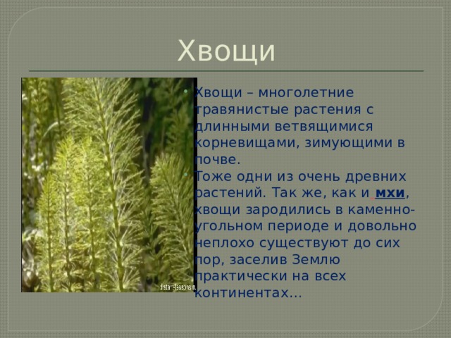Хвощи Хвощи – многолетние травянистые растения с длинными ветвящимися корневищами, зимующими в почве. Тоже одни из очень древних растений. Так же, как и   мхи , хвощи зародились в каменно-угольном периоде и довольно неплохо существуют до сих пор, заселив Землю практически на всех континентах… 