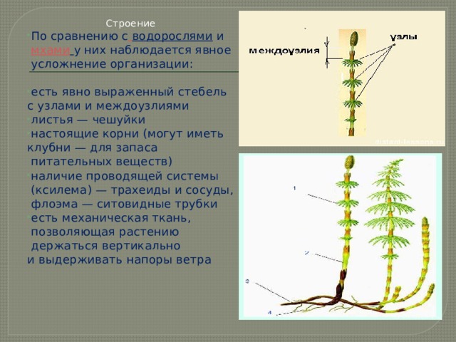 Строение По сравнению с   водорослями  и   мхами   у них наблюдается явное  усложнение организации:    есть явно выраженный стебель с узлами и междоузлиями листья — чешуйки настоящие корни (могут иметь клубни — для запаса питательных веществ) наличие проводящей системы (ксилема) — трахеиды и сосуды, флоэма — ситовидные трубки есть механическая ткань, позволяющая растению держаться вертикально и выдерживать напоры ветра     