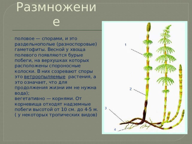 Размножение половое — спорами, и это раздельнополые (разноспоровые) гаметофиты. Весной у хвоща полевого появляются бурые побеги, на верхушках которых расположены спороносные колоски. В них созревают споры это  ветроопыляемые   растения, а это означает, что для продолжения жизни им не нужна вода); вегетативно — корнями. От корневища отходят надземные побеги высотой от 10 см. до 4-5 м. ( у некоторых тропических видов) 