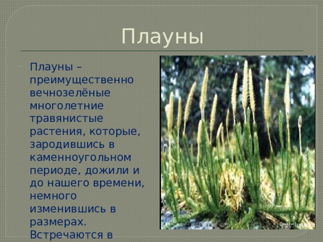 Плауны Плауны – преимущественно вечнозелёные многолетние травянистые растения, которые, зародившись в каменноугольном периоде, дожили и до нашего времени, немного изменившись в размерах. Встречаются в основном в сосновых лесах      