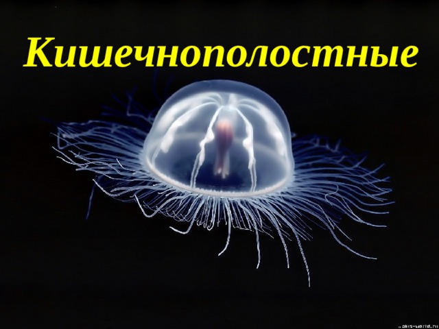 Кишечнополостные 