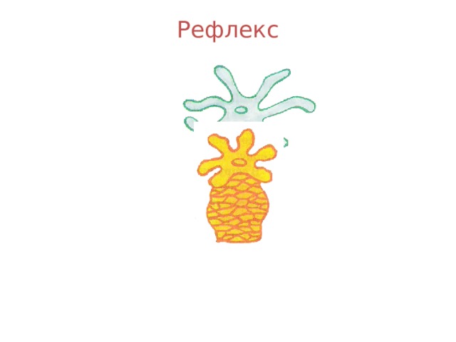 Рефлекс 