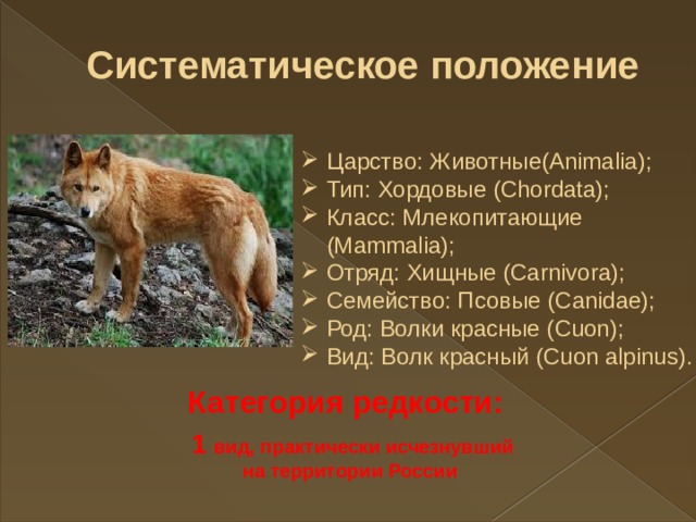 Систематическое положение Царство: Животные(Animalia); Тип: Хордовые (Chordata); Класс: Млекопитающие (Mammalia); Отряд: Хищные (Carnivora); Семейство: Псовые (Canidae); Род: Волки красные (Cuon); Вид: Волк красный (Cuon alpinus). Категория редкости:  1 вид, практически исчезнувший на территории России