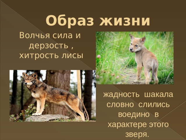 Образ жизни Волчья сила и дерзость , хитрость лисы жадность шакала словно слились воедино в характере этого зверя.