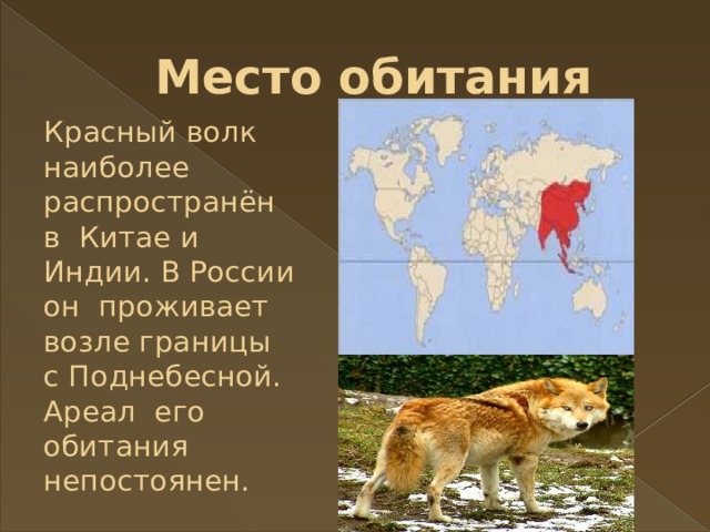 Место обитания Красный волк наиболее распространён в Китае и Индии. В России он проживает возле границы с Поднебесной. Ареал его обитания непостоянен.