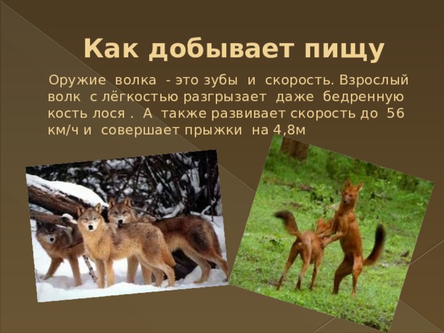 Как добывает пищу  Оружие волка - это зубы и скорость. Взрослый волк с лёгкостью разгрызает даже бедренную кость лося . А также развивает скорость до 56 км/ч и совершает прыжки на 4,8м