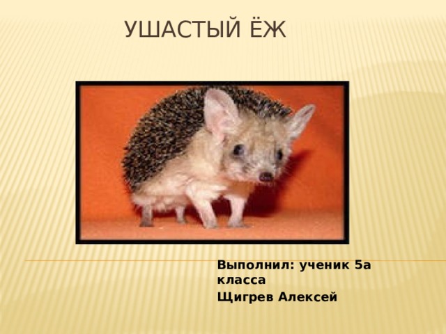 Ушастый ёж Выполнил: ученик 5а класса Щигрев Алексей
