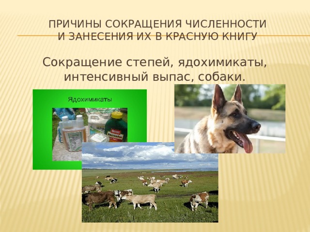 Причины сокращения численности  и занесения их в Красную книгу Сокращение степей, ядохимикаты, интенсивный выпас, собаки.