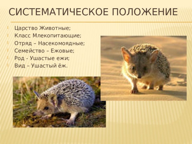 Систематическое положение