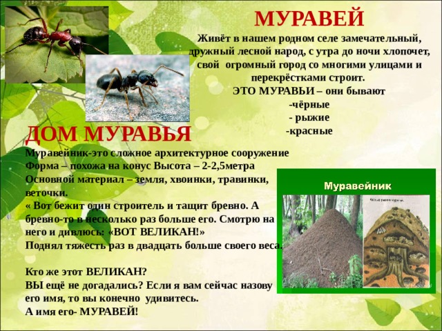 МУРАВЕЙ  Живёт в нашем родном селе замечательный, дружный лесной народ, с утра до ночи хлопочет, свой огромный город со многими улицами и перекрёстками строит.  ЭТО МУРАВЬИ – они бывают  -чёрные  - рыжие  -красные ДОМ МУРАВЬЯ  Муравейник-это сложное архитектурное сооружение  Форма – похожа на конус Высота – 2-2,5метра  Основной материал – земля, хвоинки, травинки, веточки.  « Вот бежит один строитель и тащит бревно. А бревно-то в несколько раз больше его. Смотрю на него и дивлюсь: «ВОТ ВЕЛИКАН!» Поднял тяжесть раз в двадцать больше своего веса.  Кто же этот ВЕЛИКАН? ВЫ ещё не догадались? Если я вам сейчас назову его имя, то вы конечно удивитесь.  А имя его- МУРАВЕЙ!    