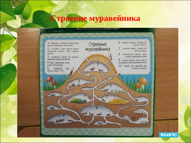 Строение муравейника 