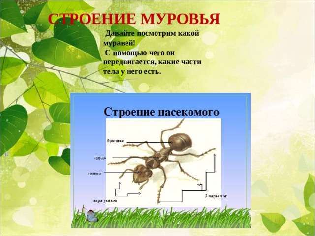 СТРОЕНИЕ МУРОВЬЯ  Давайте посмотрим какой муравей!  С помощью чего он передвигается, какие части тела у него есть.  