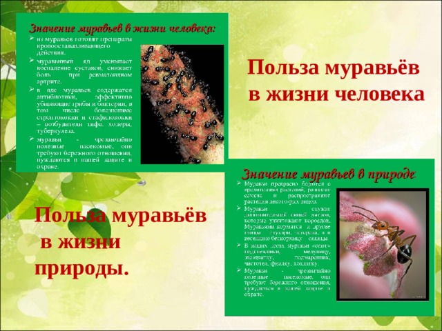Польза муравьёв  в жизни человека Польза муравьёв  в жизни природы. 