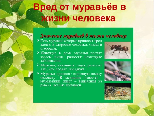  Вред от муравьёв в жизни человека   
