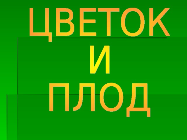 — Мы начинаем изучение очень интересного органа растения. Прошу вас открыть тетради и записать тему «Цветок и плод». (Учащиеся открывают тетради и записывают тему урока.)