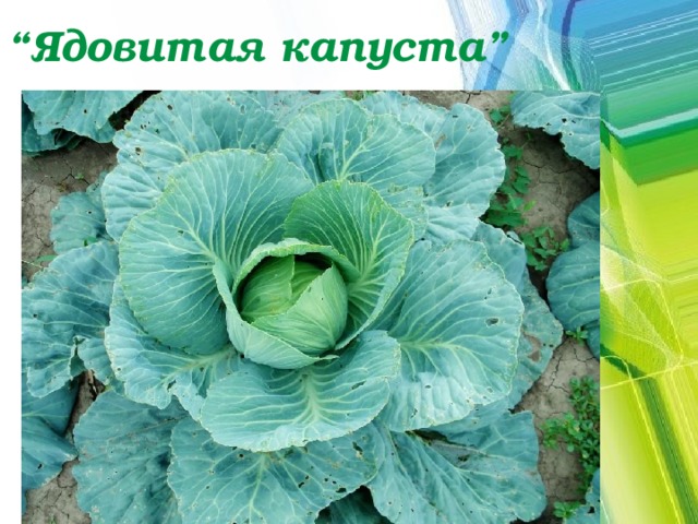 “ Ядовитая капуста” 