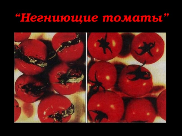 “ Негниющие томаты” 
